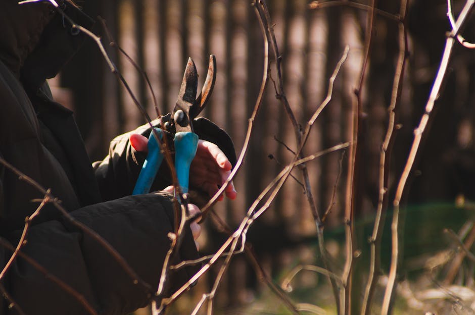 A gardener wearing black gloves and a black jacket is pruning a deciduous tree with small, bare, woody branches using a pair of blue-handled pruning shears. The scene takes place outdoors in a garden 