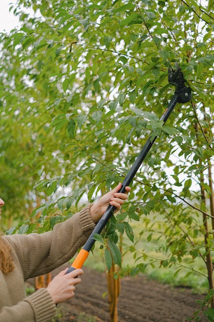A gardener wearing black gloves and a black jacket is pruning a deciduous tree with small, bare, woody branches using a pair of blue-handled pruning shears. The scene takes place outdoors in a garden 